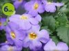 sutera bacopa_allegro