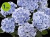 Hortensja ogrodowa Florentina Blue