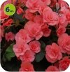 begonia Solenia Light Pink