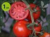 Pomidor szczepiony Flavance
