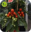 Pomidor sercowy Evita