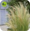 Stipa  Ponytails 6 sztuk