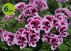 Pelargonia angielska Purple Stripe 6 sztuk