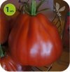 Pomidor szczepiony Aurea