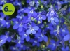 lobelia niebieska_allegro