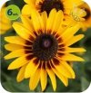 Rudbekia Summerdaisy's Choco Sun 6 sztuk