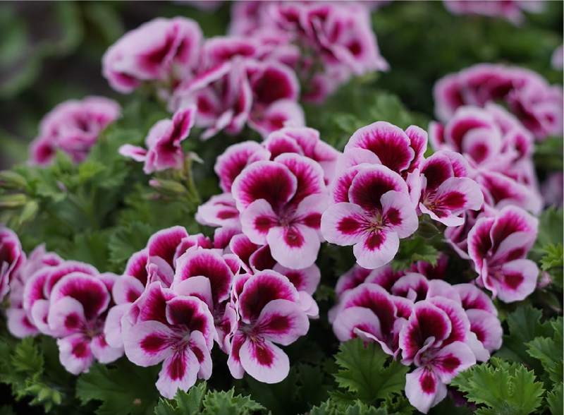 Pelargonia angielska Purple Stripe 6 sztuk