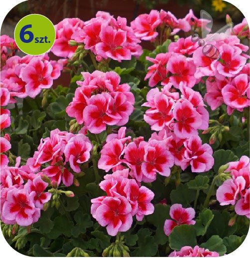 Pelargonia Calliope Rose Splash 6 sztuk