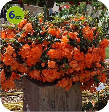 Begonia Belina Orange 6 sztuk