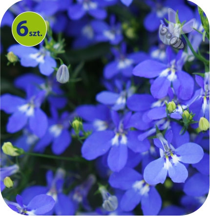 lobelia niebieska