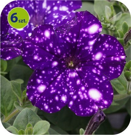 Surfinia Night Sky  6 sztuk