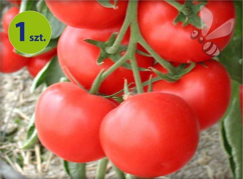 Pomidor szczepiony Sportivo
