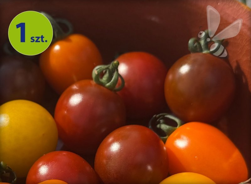 Pomidor koktajlowy  Solena Choco