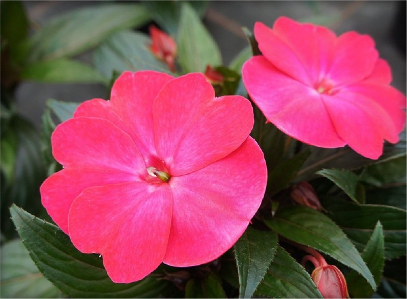 Sunpatiens magenta 6 szt.