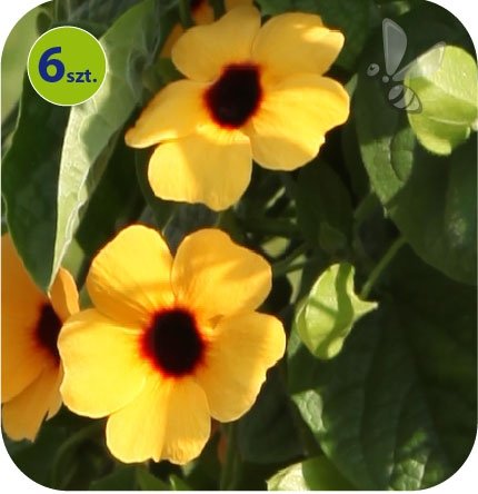 Thunbergia Teracota 6 sztuk