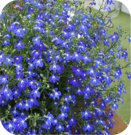 lobelia niebieska