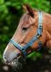 Kantar Dublin - BUCAS green/violet