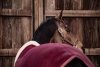 Derka polarowa Show Rug Heavy - Kentucky - bordeaux