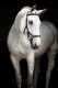 Ogłowie anatomiczne Rambo Micklem Deluxe - Horseware