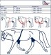 Patent do lonżowania SOFT - HARRY'S HORSE