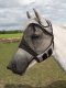 Maska przeciwko owadom FLY COVER PRO GAP - Busse