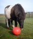 Zabawka dla konia piłka SNACK-a-BALL - LIKIT