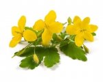 Glistnik jaskółcze ziele 1 kg - EQUIHERBS 
