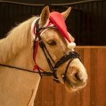 Czapka świąteczna / nauszniki dla konia - QHP - red