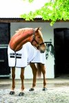 Derka osuszająca RAMBO Techni-Waffle Cooler - HORSEWARE - white/black