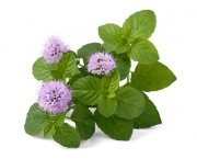 Melisa 0,5 kg - EQUIHERBS 