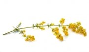 Przytulia właściwa 1 kg - EQUIHERBS 