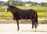 Derka osuszająca LouLou - Harry's Horse - jet-black