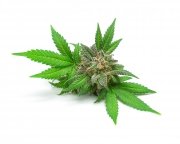 Konopia ziarno 3kg - EQUIHERBS