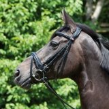 Ogłowie anatomiczne z nachrapnikiem angielskim kombinowanym PERSEUS - Kieffer