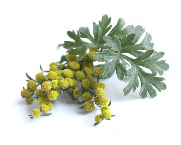 Piołun ziele 2,5 kg - EQUIHERBS 