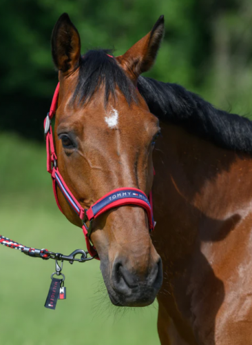 Kantar LINCOLN - primary red - Tommy Hilfiger Equestrian 