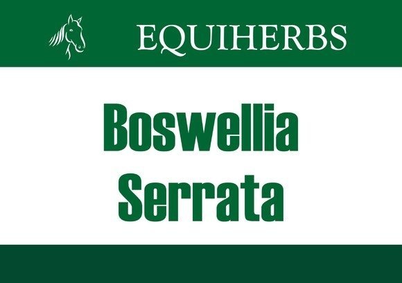 Boswellia Seratta - Kadzidłowiec 1 kg - EQUIHERBS
