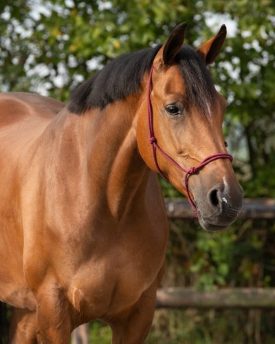 Kantar sznurkowy - QHP