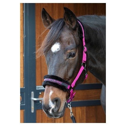  Kantar Lyrics Quotes - Harry's Horse