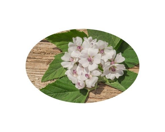 Prawoślaz ziele 1 kg - EQUIHERBS 