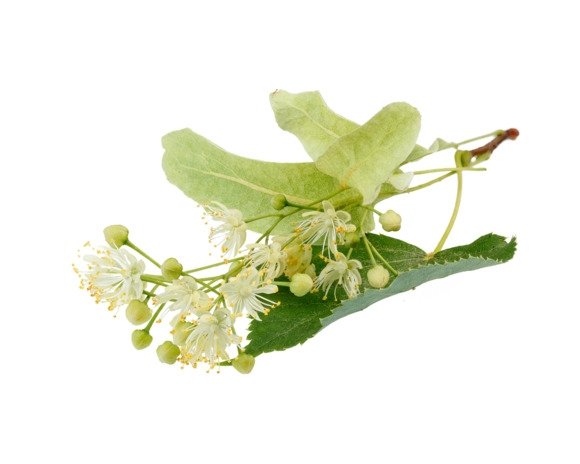 Lipa kwiat i liść 1kg - EQUIHERBS