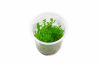 Rotala Mexicana Bangladesh Porcja 5 Sadzonek In Vitro