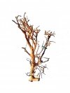 Tantora Korzeń Branch Drift Wood 25-30Cm Piękny Selekcja GRATIS!