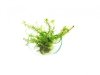 Myriophyllum Aquaticum PORCJA 10 sadzonek In Vitro Piękna