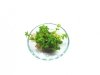 Lindernia rotundifolia PORCJA 5 sadzonek In vitro