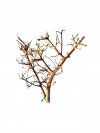 Tantora Korzeń Branch Drift Wood 25-30Cm Piękny Selekcja GRATIS!