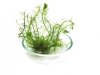 Bacopa Myriophyloides Okółkowa PORCJA 8 sadzonek In vitro