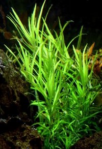 Pogostemon Yatabeanus Porcja 2 sadzonki In Vitro Piękna 