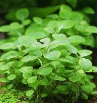 Lobelia Cardinalis PORCJA 3 sadzonki In vitro Piękna 