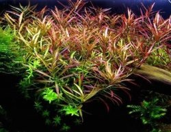 Ludwigia Arcuata In Vitro Duży Kubek 10cm Piękna